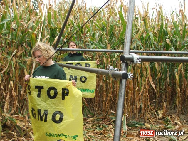 Zdjęcie w galerii na portalu naszraciborz.pl: GREENPEACE blokuje pole w Lubomi wiadomości z regionu