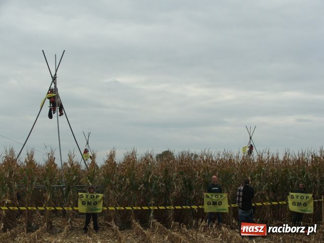 Zdjęcie w galerii na portalu naszraciborz.pl: GREENPEACE blokuje pole w Lubomi wiadomości z regionu