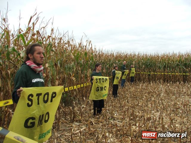 Zdjęcie w galerii na portalu naszraciborz.pl: GREENPEACE blokuje pole w Lubomi wiadomości z regionu