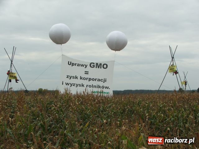 Zdjęcie w galerii na portalu naszraciborz.pl: GREENPEACE blokuje pole w Lubomi wiadomości z regionu
