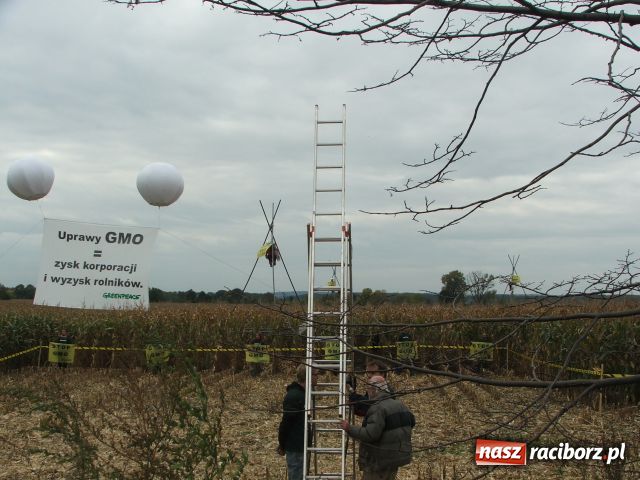 Zdjęcie w galerii na portalu naszraciborz.pl: GREENPEACE blokuje pole w Lubomi wiadomości z regionu