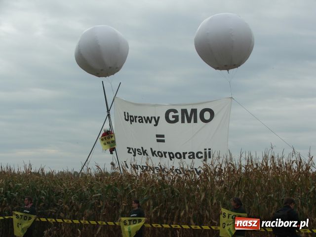 Zdjęcie w galerii na portalu naszraciborz.pl: GREENPEACE blokuje pole w Lubomi wiadomości z regionu