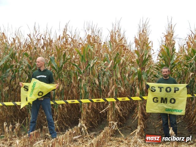 Zdjęcie w galerii na portalu naszraciborz.pl: GREENPEACE blokuje pole w Lubomi wiadomości z regionu