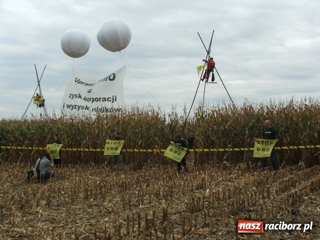 Zdjęcie w galerii na portalu naszraciborz.pl: GREENPEACE blokuje pole w Lubomi wiadomości z regionu