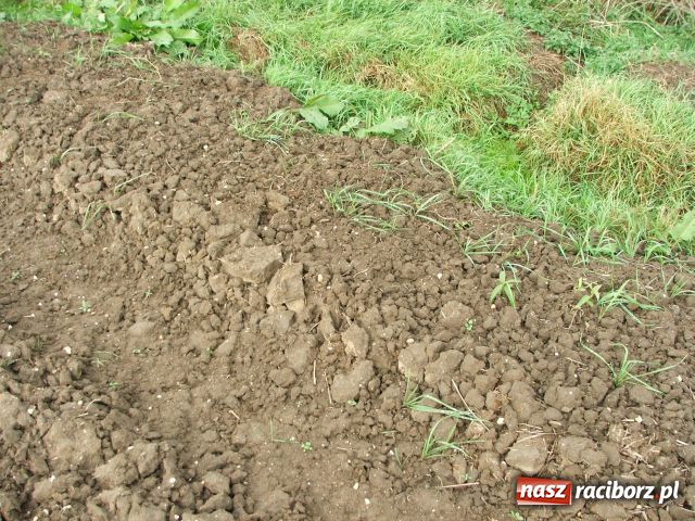Zdjęcie w galerii na portalu naszraciborz.pl: Samochód kołami do góry wiadomości z regionu