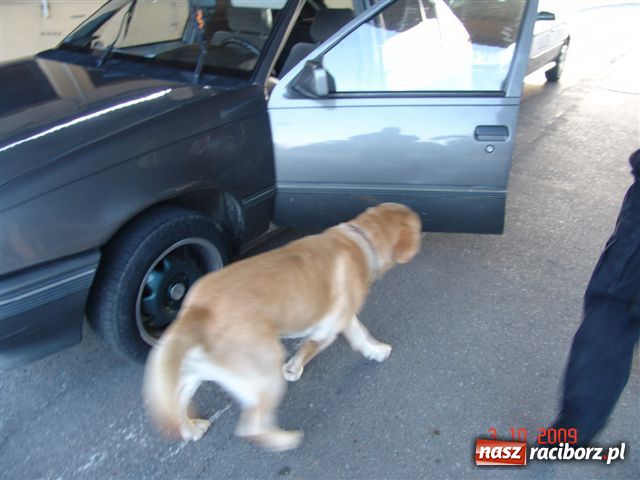 Zdjęcie w galerii na portalu naszraciborz.pl: ATOS - pies tropiciel w służbie celnej wiadomości z regionu
