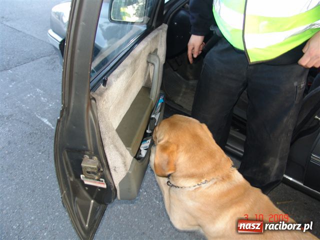 Zdjęcie w galerii na portalu naszraciborz.pl: ATOS - pies tropiciel w służbie celnej wiadomości z regionu
