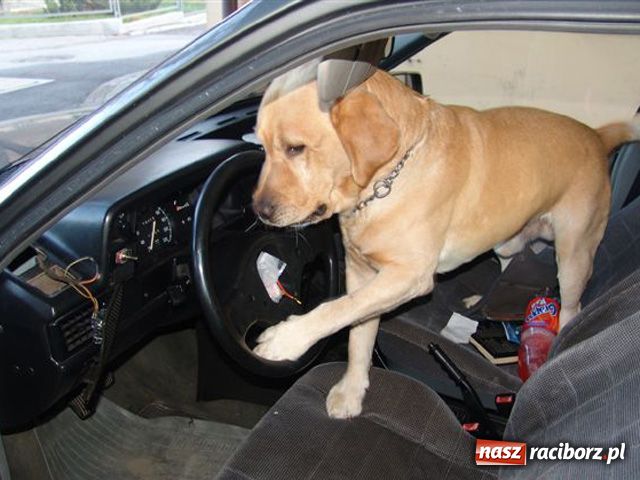 Zdjęcie w galerii na portalu naszraciborz.pl: ATOS - pies tropiciel w służbie celnej wiadomości z regionu