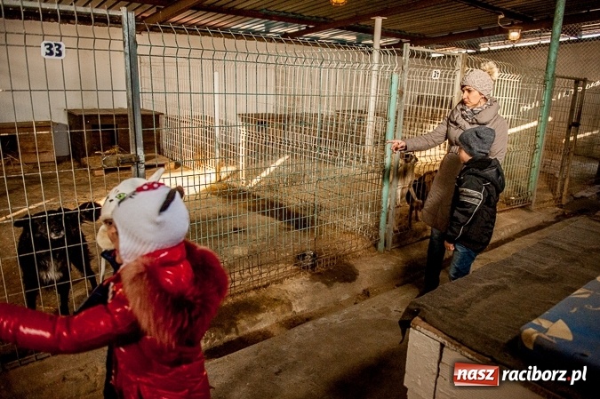 Zdjęcie w galerii na portalu naszraciborz.pl: Warto pomagać! Wielkie serca uczniów raciborskiej Szkoły Podstawowej nr 13  wiadomości z regionu