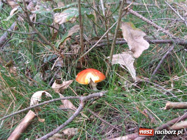 Zdjęcie w galerii na portalu naszraciborz.pl: Grzybiarze na start… wiadomości z regionu