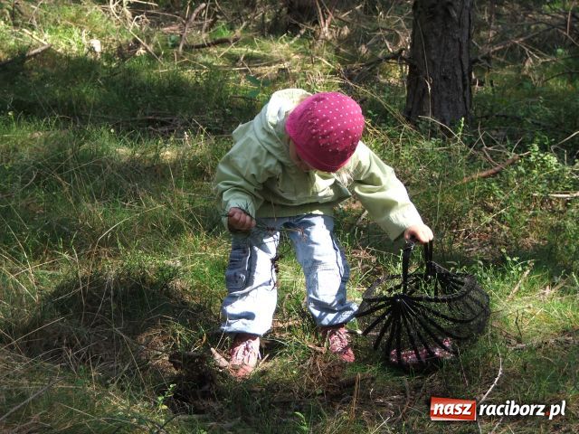 Zdjęcie w galerii na portalu naszraciborz.pl: Grzybiarze na start… wiadomości z regionu