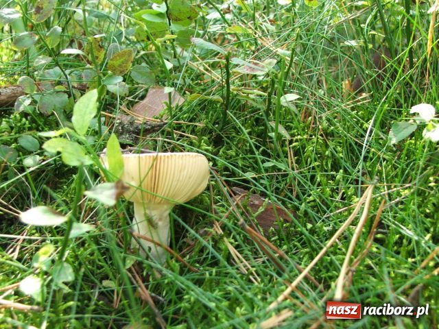 Zdjęcie w galerii na portalu naszraciborz.pl: Grzybiarze na start… wiadomości z regionu