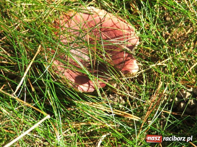 Zdjęcie w galerii na portalu naszraciborz.pl: Grzybiarze na start… wiadomości z regionu