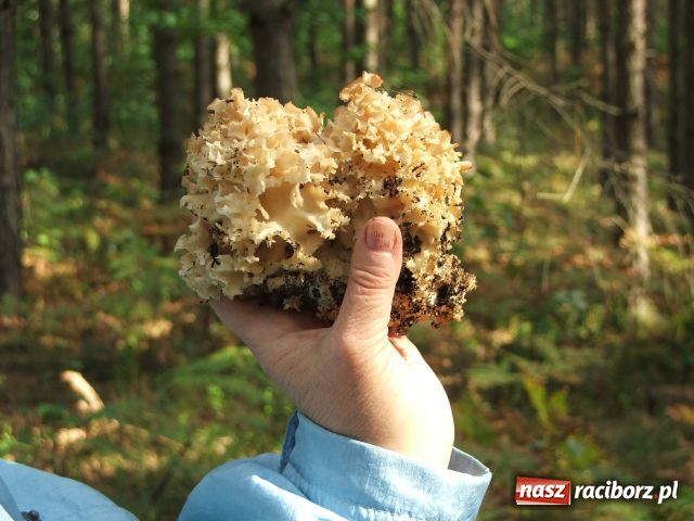 Zdjęcie w galerii na portalu naszraciborz.pl: Grzybiarze na start… wiadomości z regionu