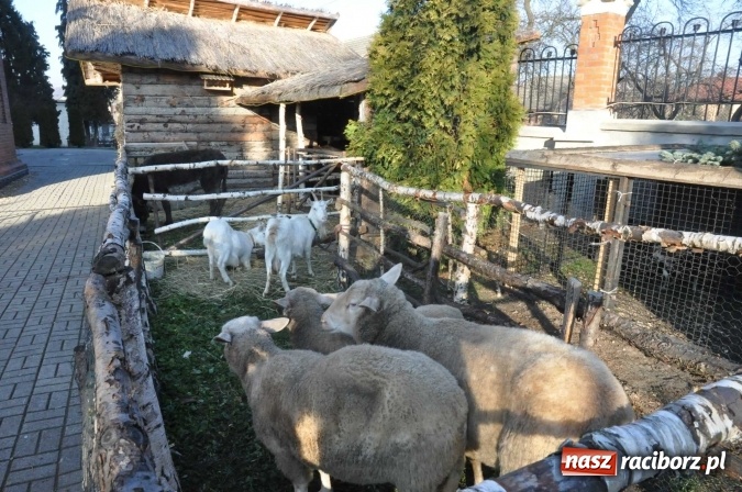 Zdjęcie w galerii na portalu naszraciborz.pl: Stajenki w powiecie raciborskim przygotowane na przyjście Jezusa wiadomości z regionu