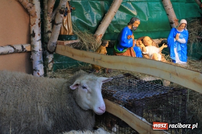 Zdjęcie w galerii na portalu naszraciborz.pl: Stajenki w powiecie raciborskim przygotowane na przyjście Jezusa wiadomości z regionu
