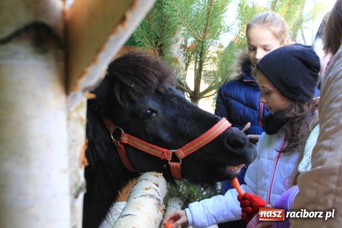 Zdjęcie w galerii na portalu naszraciborz.pl: Stajenki w powiecie raciborskim przygotowane na przyjście Jezusa wiadomości z regionu