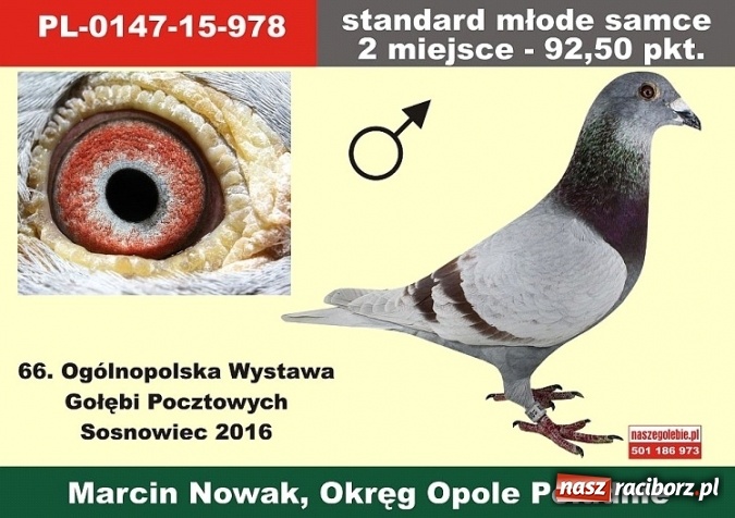 Zdjęcie w galerii na portalu naszraciborz.pl: Ogólnopolski sukces raciborskich hodowców gołębi pocztowych  wiadomości z regionu