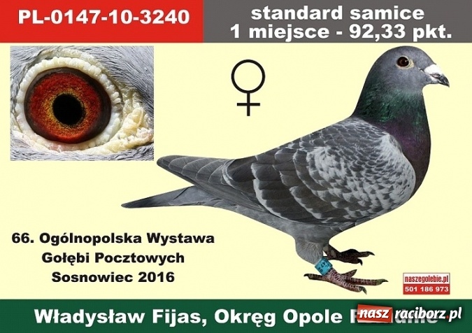 Zdjęcie w galerii na portalu naszraciborz.pl: Ogólnopolski sukces raciborskich hodowców gołębi pocztowych  wiadomości z regionu