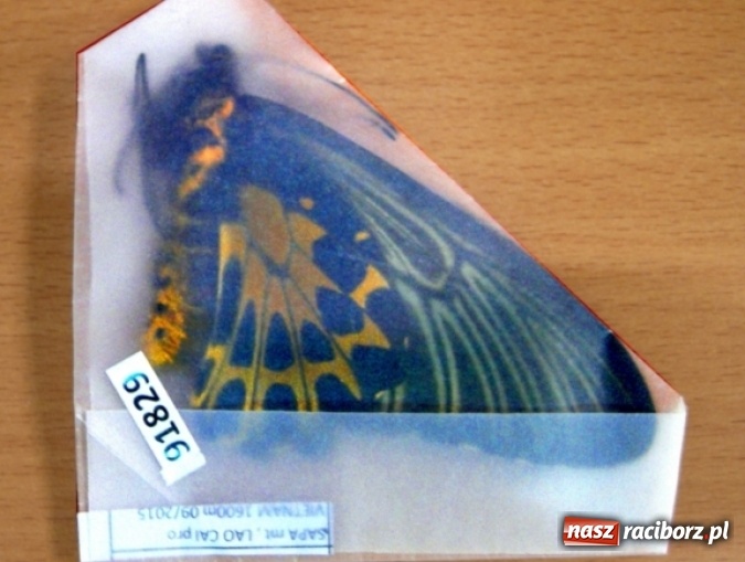 Zdjęcie w galerii na portalu naszraciborz.pl: Śląscy celnicy z Tilią kontrolują przesyłki pocztowe. Znajdują anaboliki i ginące gatunki zwierząt wiadomości z regionu