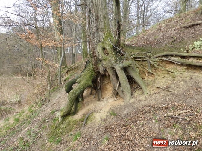 Zdjęcie w galerii na portalu naszraciborz.pl: Tajemniczy Bucz koło Łubowic w gminie Rudnik wiadomości z regionu