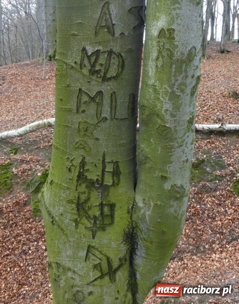 Zdjęcie w galerii na portalu naszraciborz.pl: Tajemniczy Bucz koło Łubowic w gminie Rudnik wiadomości z regionu