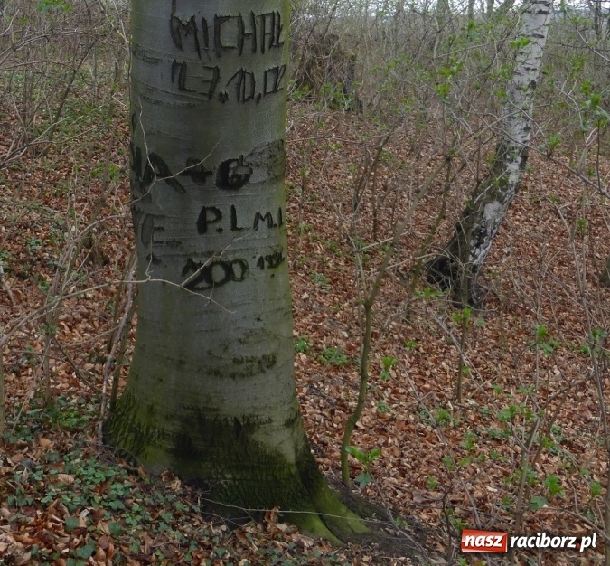 Zdjęcie w galerii na portalu naszraciborz.pl: Tajemniczy Bucz koło Łubowic w gminie Rudnik wiadomości z regionu