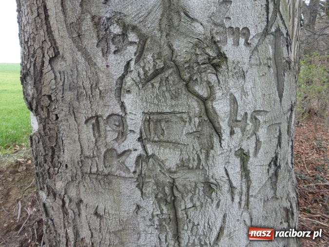 Zdjęcie w galerii na portalu naszraciborz.pl: Tajemniczy Bucz koło Łubowic w gminie Rudnik wiadomości z regionu