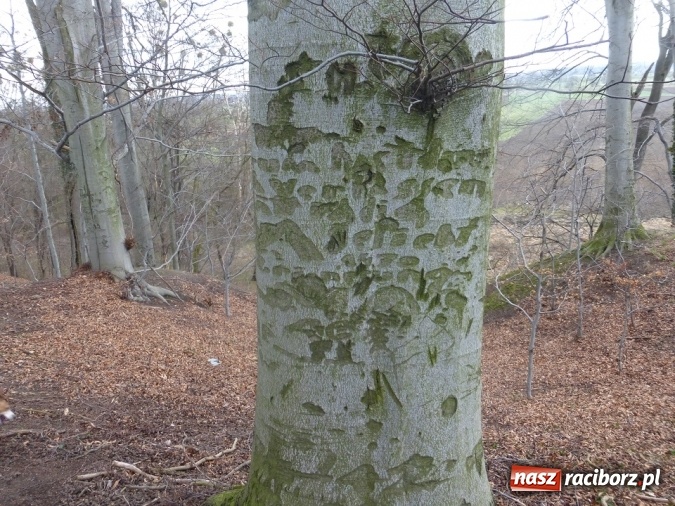 Zdjęcie w galerii na portalu naszraciborz.pl: Tajemniczy Bucz koło Łubowic w gminie Rudnik wiadomości z regionu