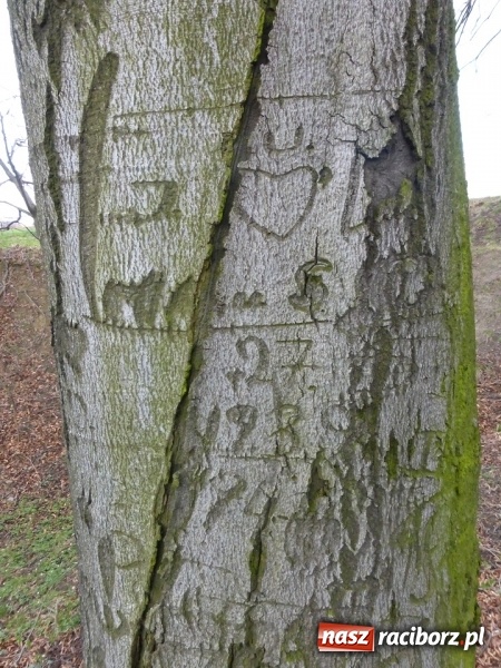 Zdjęcie w galerii na portalu naszraciborz.pl: Tajemniczy Bucz koło Łubowic w gminie Rudnik wiadomości z regionu
