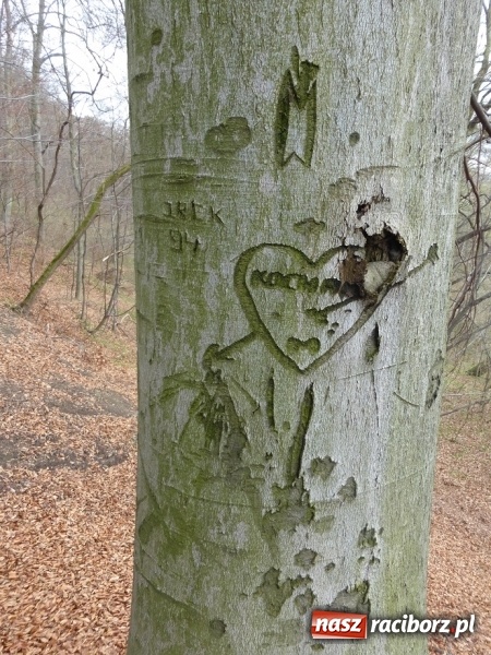 Zdjęcie w galerii na portalu naszraciborz.pl: Tajemniczy Bucz koło Łubowic w gminie Rudnik wiadomości z regionu