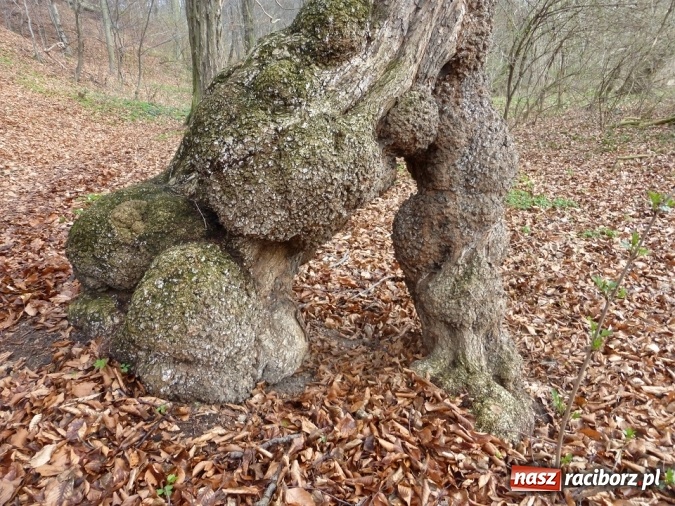 Zdjęcie w galerii na portalu naszraciborz.pl: Tajemniczy Bucz koło Łubowic w gminie Rudnik wiadomości z regionu