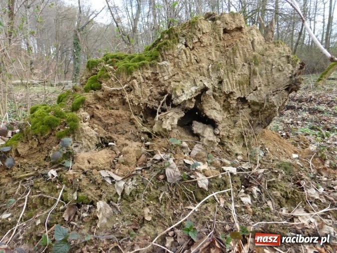 Zdjęcie w galerii na portalu naszraciborz.pl: Tajemniczy Bucz koło Łubowic w gminie Rudnik wiadomości z regionu