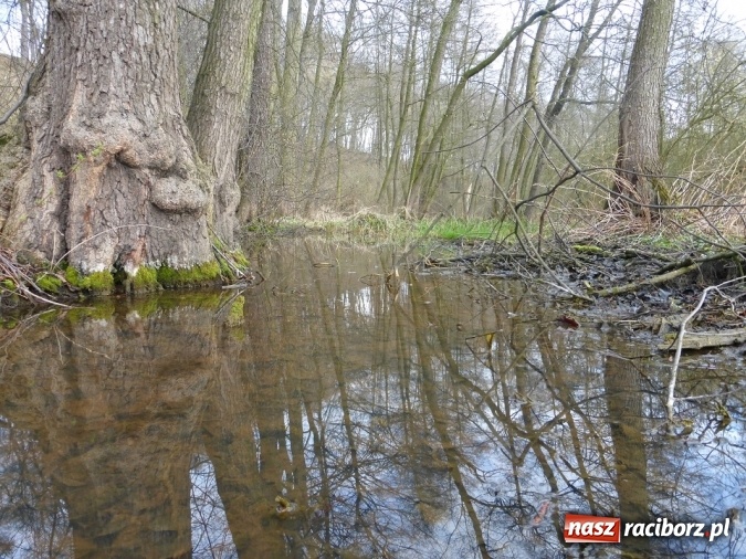 Zdjęcie w galerii na portalu naszraciborz.pl: Tajemniczy Bucz koło Łubowic w gminie Rudnik wiadomości z regionu
