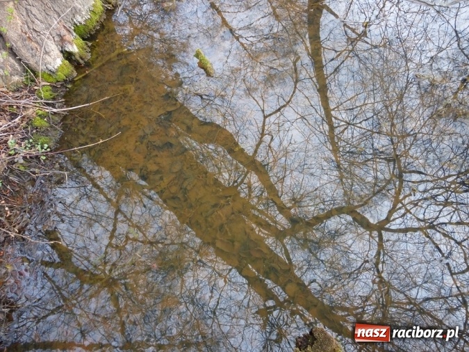 Zdjęcie w galerii na portalu naszraciborz.pl: Tajemniczy Bucz koło Łubowic w gminie Rudnik wiadomości z regionu