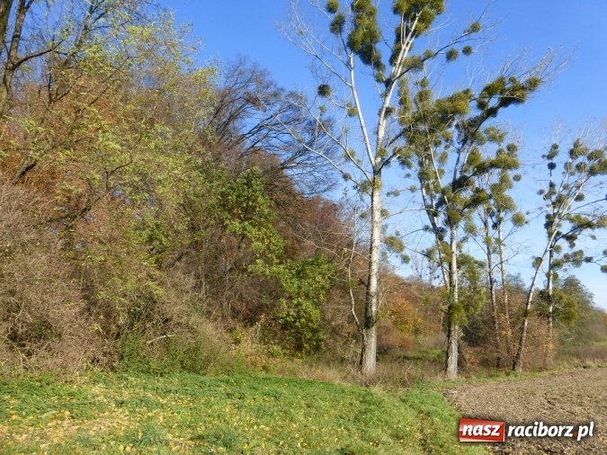 Zdjęcie w galerii na portalu naszraciborz.pl: Tajemniczy Bucz koło Łubowic w gminie Rudnik wiadomości z regionu