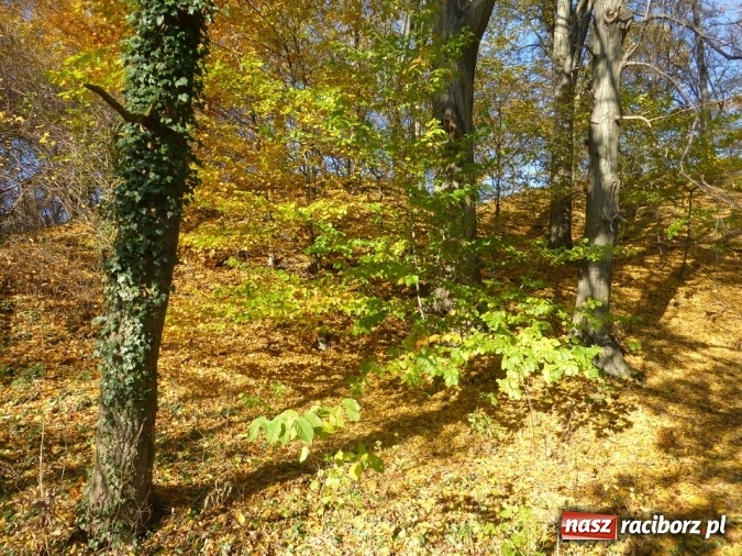 Zdjęcie w galerii na portalu naszraciborz.pl: Tajemniczy Bucz koło Łubowic w gminie Rudnik wiadomości z regionu