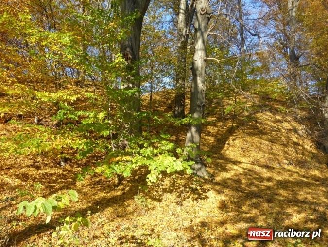 Zdjęcie w galerii na portalu naszraciborz.pl: Tajemniczy Bucz koło Łubowic w gminie Rudnik wiadomości z regionu