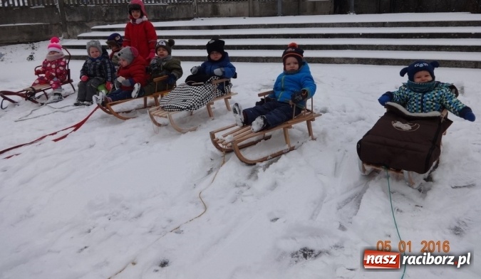 Zdjęcie w galerii na portalu naszraciborz.pl: Fikusie w Strzesze cieszą się z zimy wiadomości z regionu