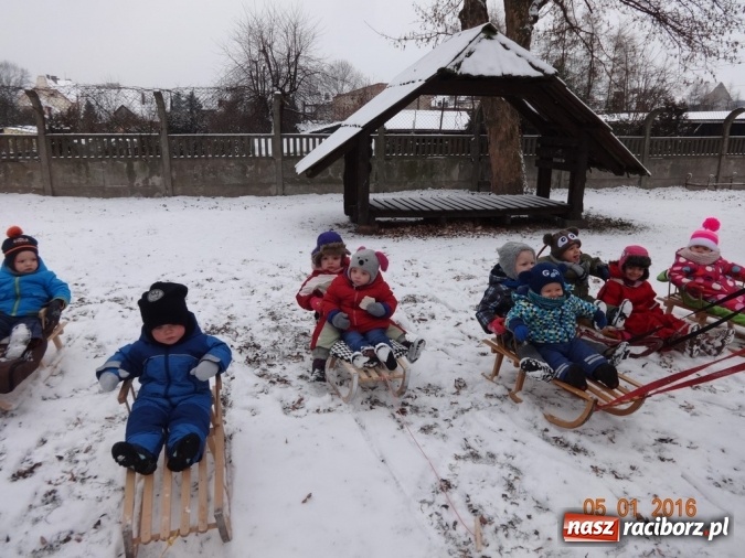 Zdjęcie w galerii na portalu naszraciborz.pl: Fikusie w Strzesze cieszą się z zimy wiadomości z regionu