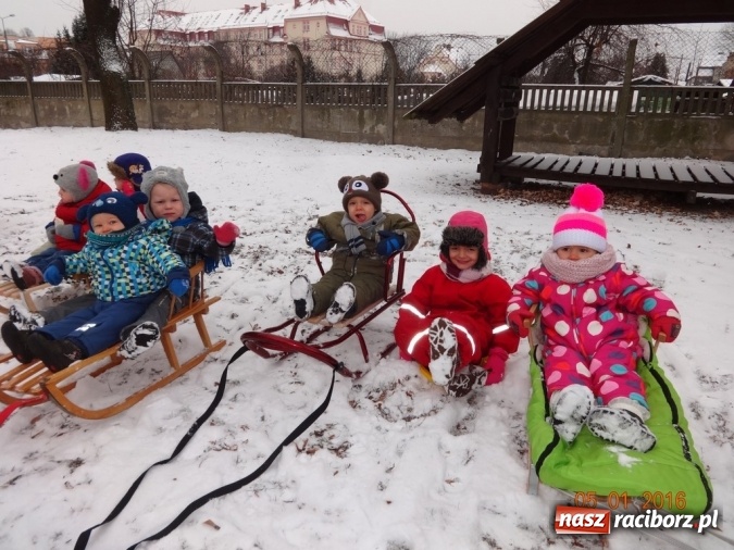 Zdjęcie w galerii na portalu naszraciborz.pl: Fikusie w Strzesze cieszą się z zimy wiadomości z regionu