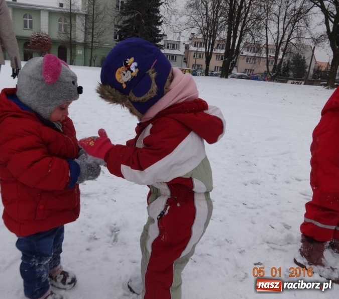 Zdjęcie w galerii na portalu naszraciborz.pl: Fikusie w Strzesze cieszą się z zimy wiadomości z regionu