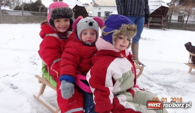 Zdjęcie w galerii na portalu naszraciborz.pl: Fikusie w Strzesze cieszą się z zimy wiadomości z regionu