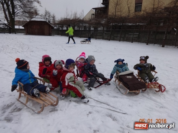 Zdjęcie w galerii na portalu naszraciborz.pl: Fikusie w Strzesze cieszą się z zimy wiadomości z regionu