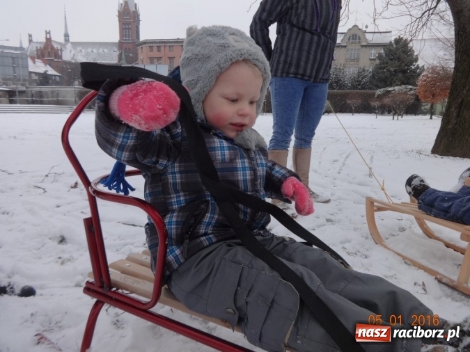 Zdjęcie w galerii na portalu naszraciborz.pl: Fikusie w Strzesze cieszą się z zimy wiadomości z regionu