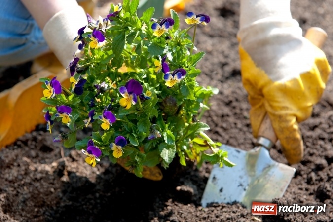 Zdjęcie w galerii na portalu naszraciborz.pl: Zmień blokowisko w piękny zakątek - rusza kolejna edycja konkursu Zielona Ławeczka wiadomości z regionu