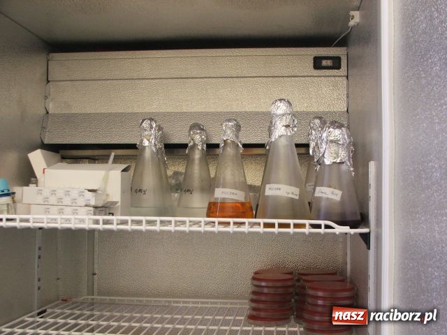 Zdjęcie w galerii na portalu naszraciborz.pl: Nadużywamy ANTYBIOTYKÓW wiadomości z regionu