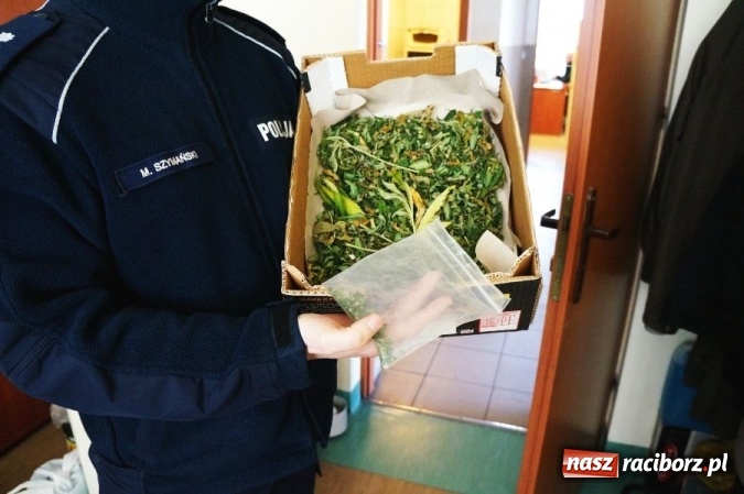 Zdjęcie w galerii na portalu naszraciborz.pl: 21-latek z Kornowaca stanie przed sądem. Uprawiał konopie indyjskie wiadomości z regionu
