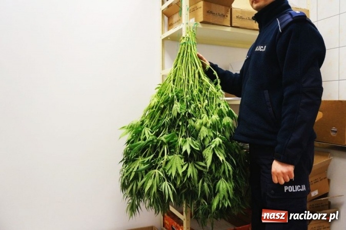 Zdjęcie w galerii na portalu naszraciborz.pl: 21-latek z Kornowaca stanie przed sądem. Uprawiał konopie indyjskie wiadomości z regionu