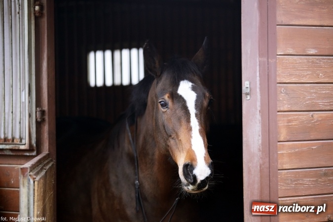 Zdjęcie w galerii na portalu naszraciborz.pl: Ferie w siodle w Szymocicach - fotoreportaż wiadomości z regionu